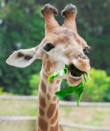Assortiment-Keuze-Kado-Belevenissen-Dierentuin.